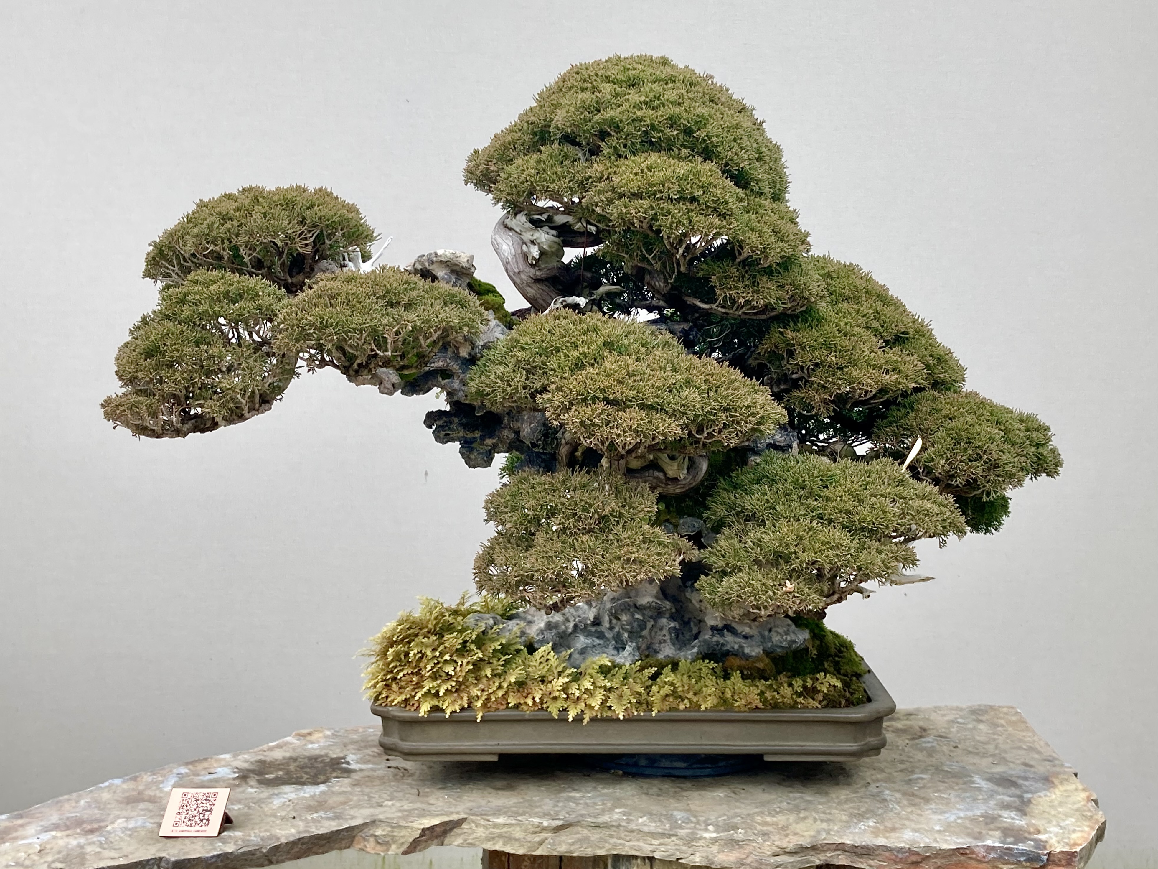 bambus schwarz kaufen Bambus schwarz - Phyllostachys nigra