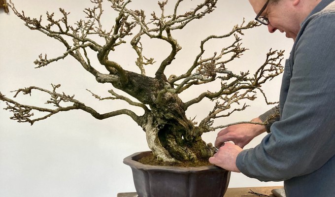 Repotting Trivia—