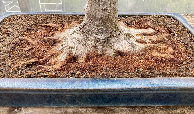 Uncovering A Nebari—