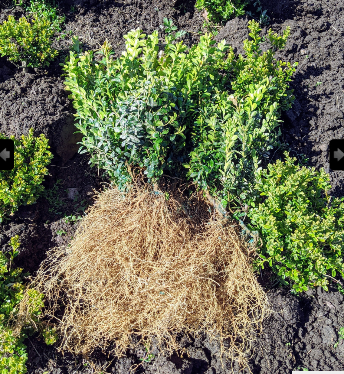Shrubs and the Three Bears | Michael Hagedorn