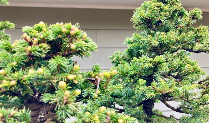 A Schedule For Repotting