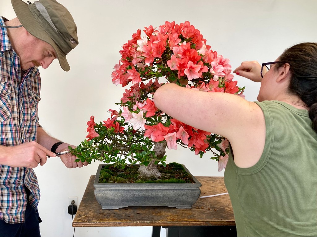 What Bonsai Are Worked On In June? |