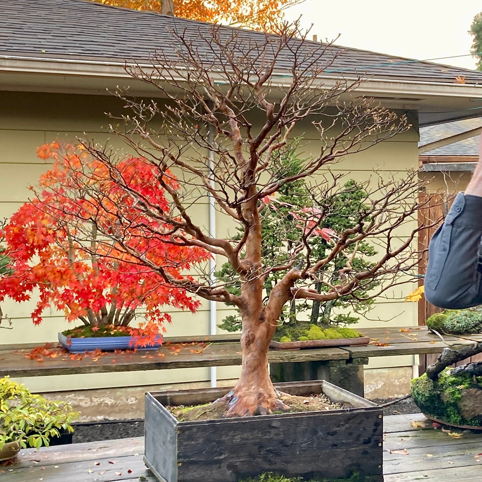 Warren Tree Warren Hill Trees, Then and Now | Michael Hagedorn