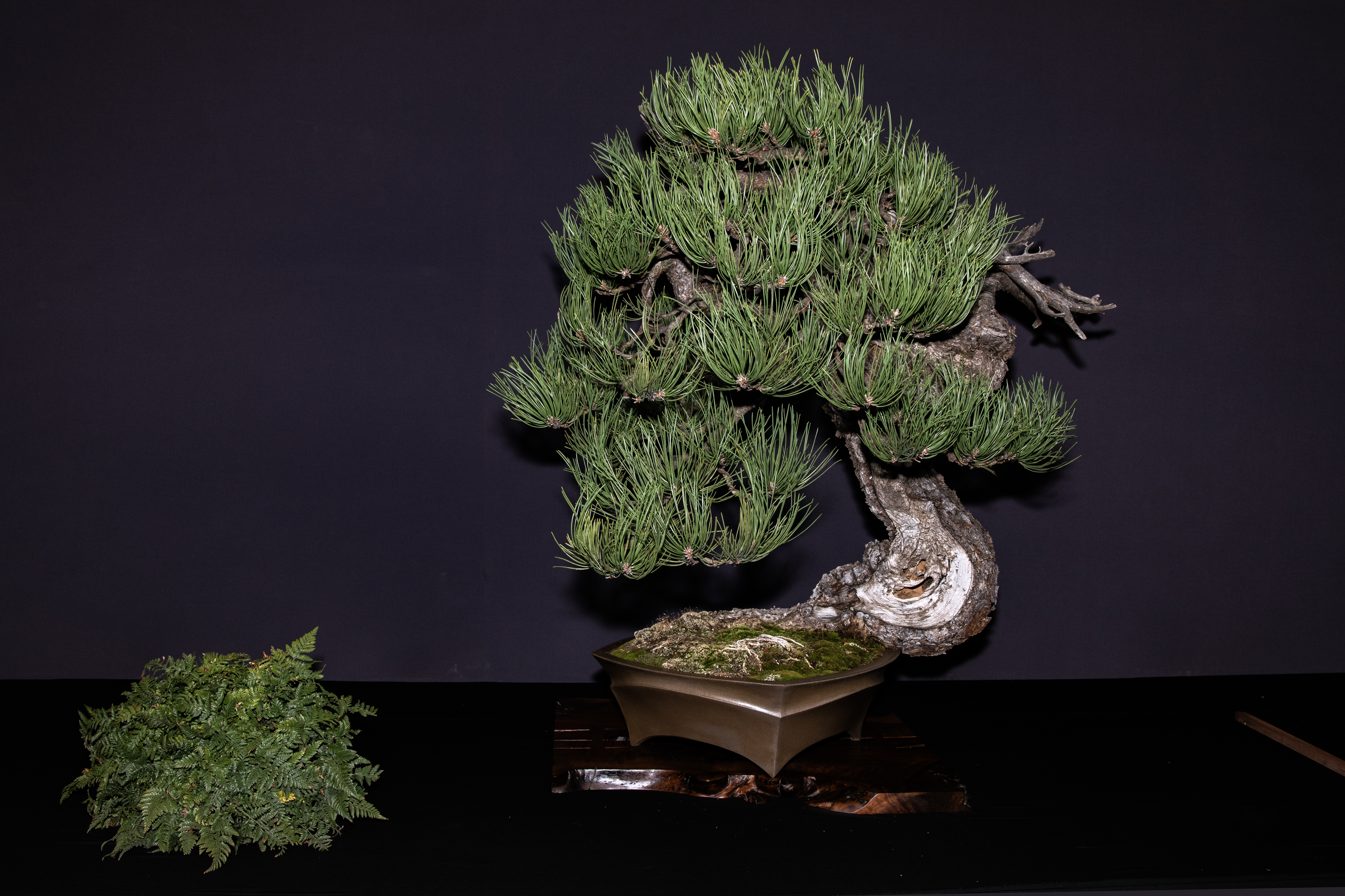 PacificBonsaiExpo24_068 copy