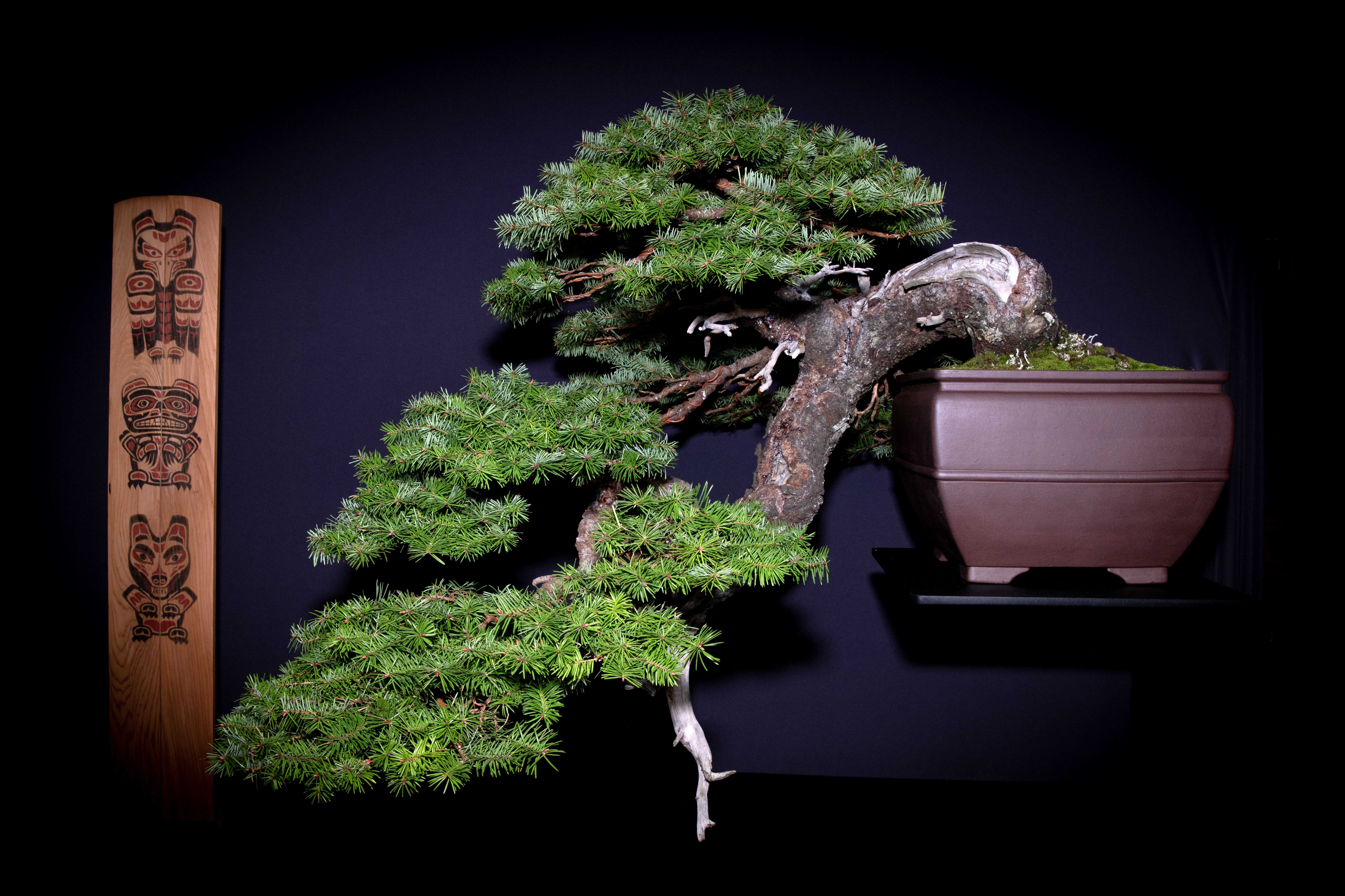 PacificBonsaiExpo24_800