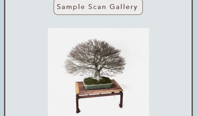 3D Bonsai—Interactive Images From Aaron Kupferman