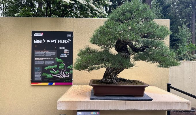 Pacific Bonsai Museum Excels: An Interview With Curator Aarin Packard