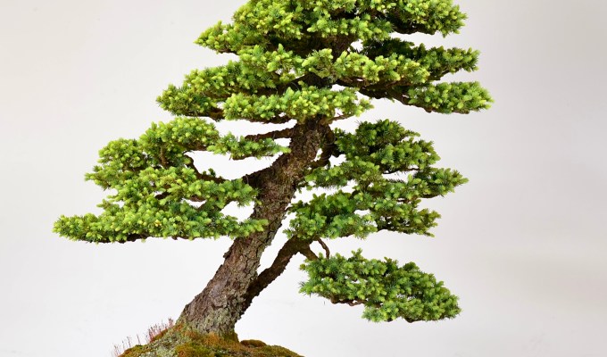 What Does Spruce Pinching Do?