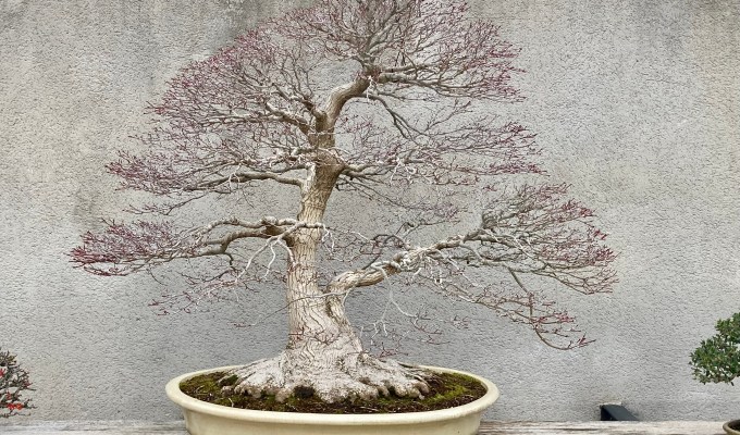 Why Are There So Many Right Flow Trees?