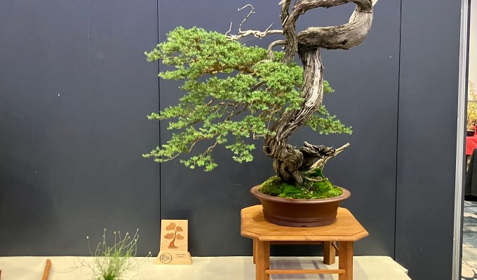 Show Highlights From The Australian National Bonsai Convention