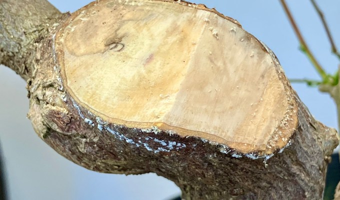 When Do We NOT Make A Concave Pruning Cut?