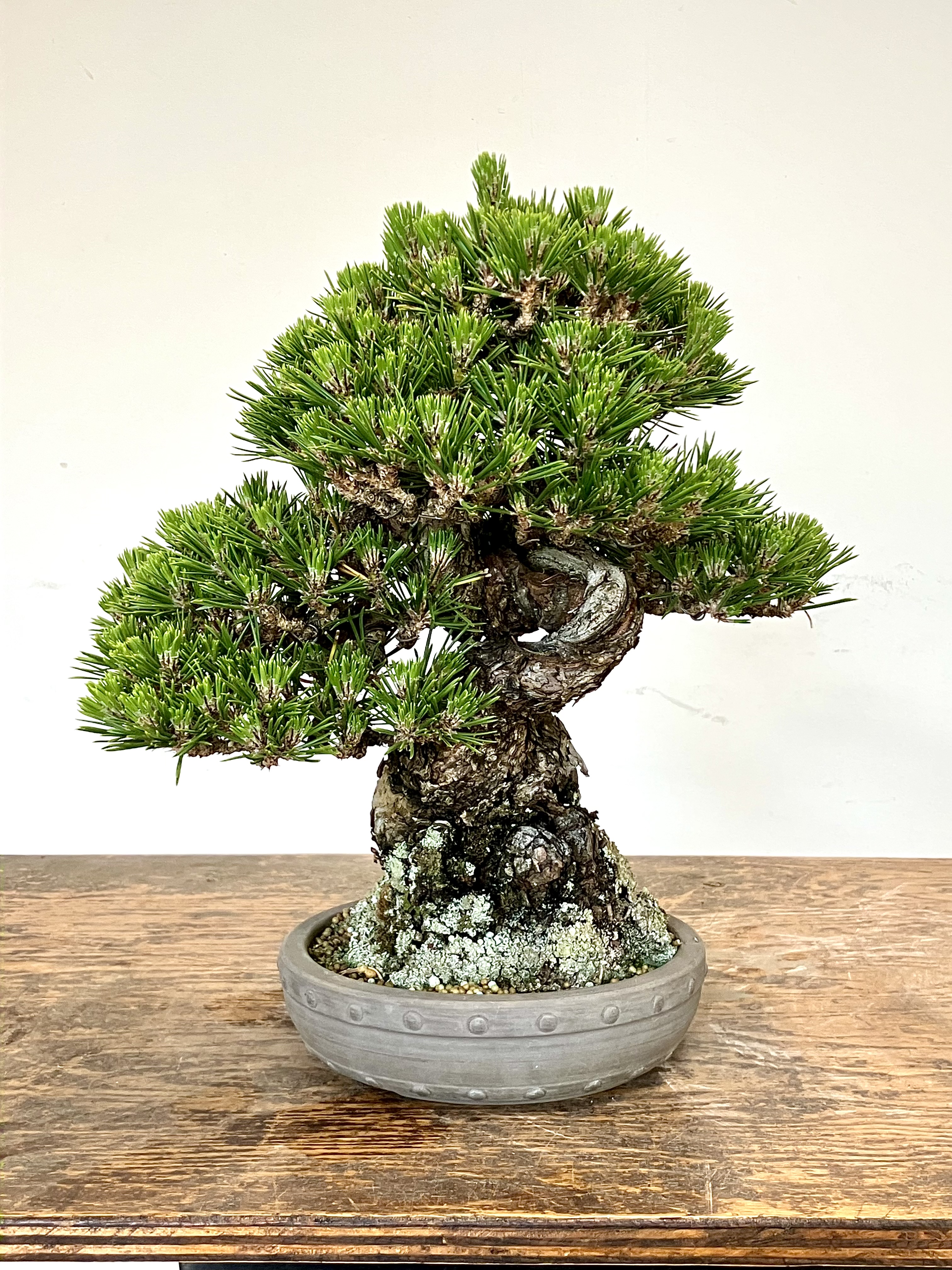 Grafting JBP on Ponderosa: 20-Year Report | Michael Hagedorn