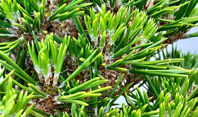 Grafting JBP on Ponderosa: 20-Year Report