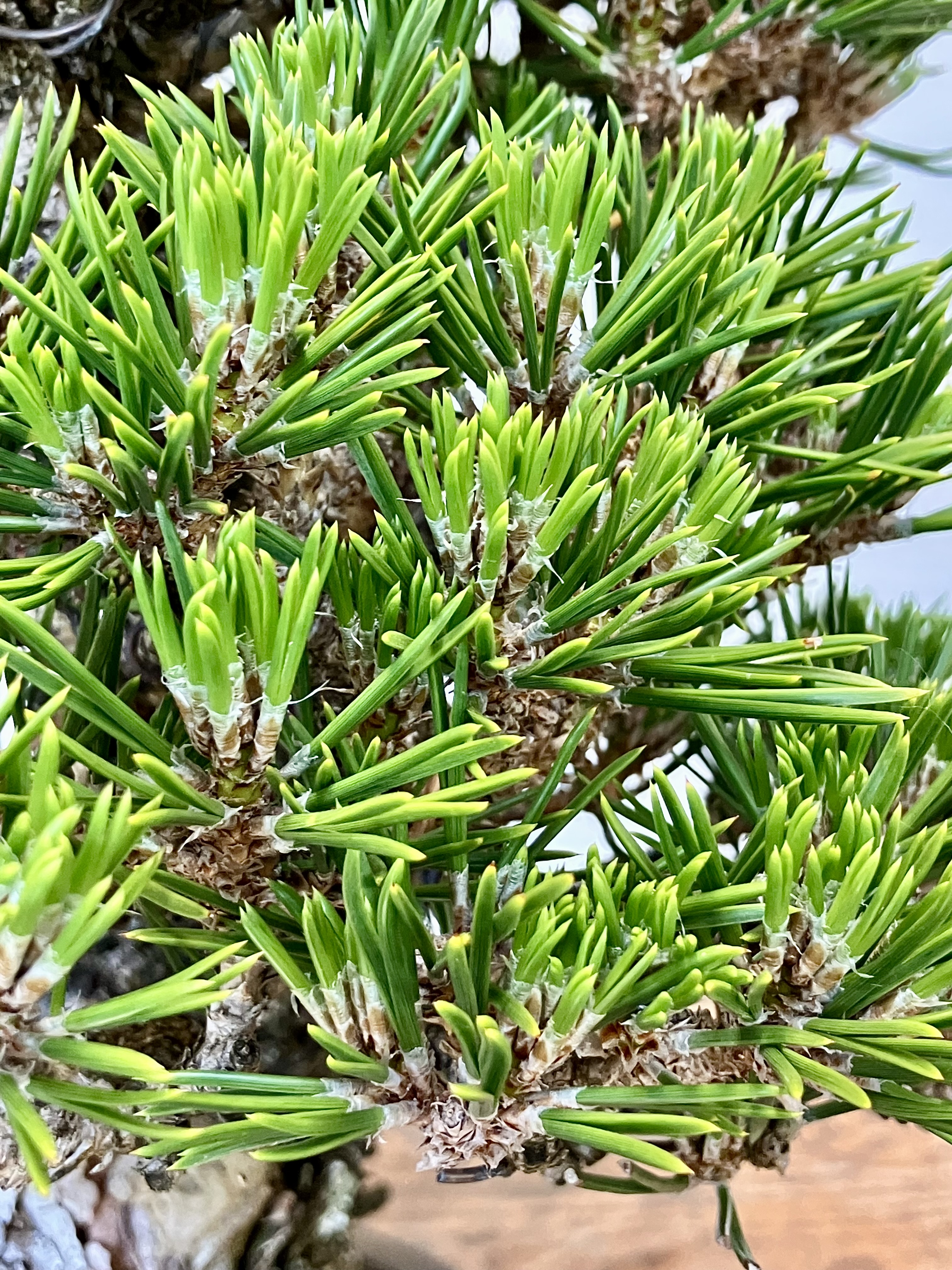 Grafting JBP on Ponderosa: 20-Year Report | Michael Hagedorn