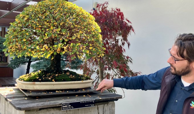 Australian National Bonsai and Penjing Collection