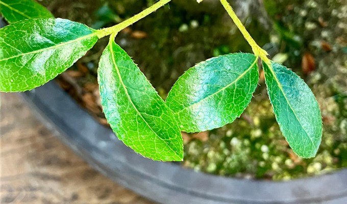 Satsuki Azalea Early Summer Work: Fishtail