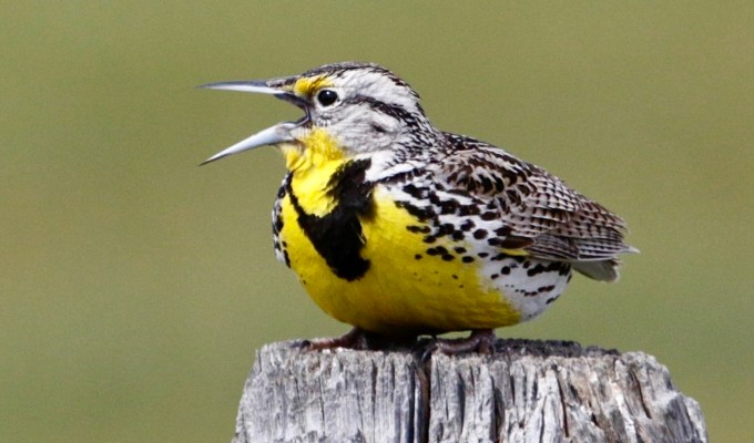 Using Birds In Bonsai Display: Part I