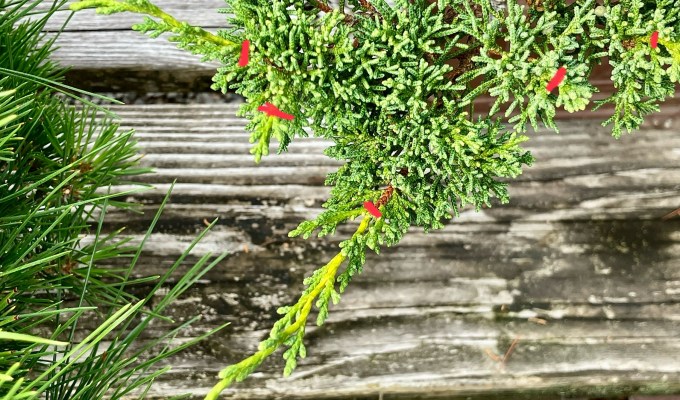 What Do We Do With Bonsai In October?