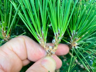 A Quick Guide to Black Pine Fall Work
