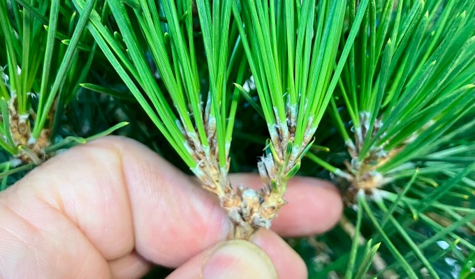 A Quick Guide to Black Pine Fall Work