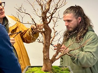 October Bonsai Projects