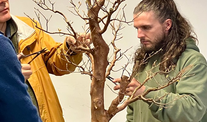 October Bonsai Projects