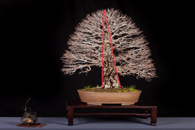 6.-Big-cork-bark-elm-2022-