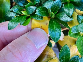 Fall Work On Satsuki Azalea