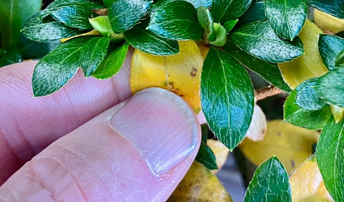 Fall Work On Satsuki Azalea