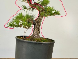 Japanese Black Pine Styling: #2