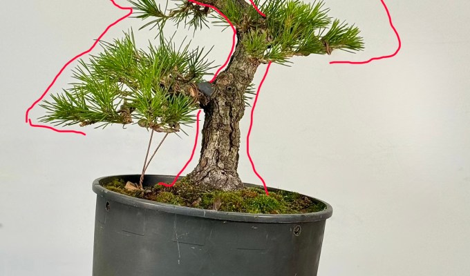 Japanese Black Pine Styling: #2