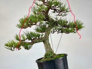Japanese Black Pine Styling: #1