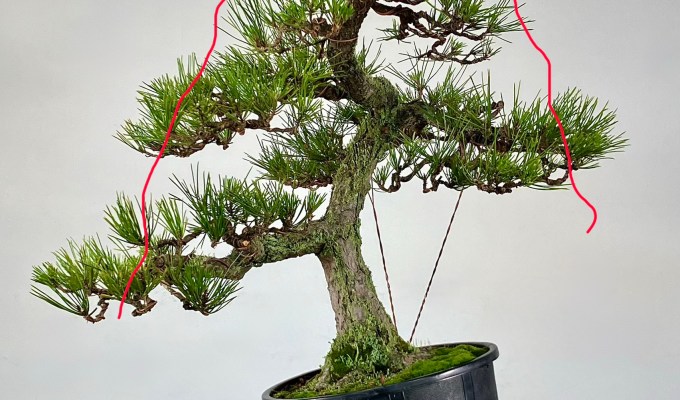 Japanese Black Pine Styling: #1