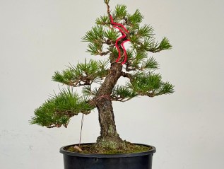 Japanese Black Pine Styling: #3