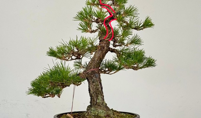 Japanese Black Pine Styling: #3