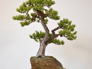 A Limber Pine Goes On A Corian Slab