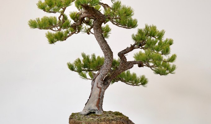A Limber Pine Goes On A Corian Slab