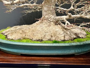 The Nebari Of The Kokufu