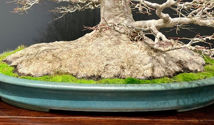 The Nebari Of The Kokufu