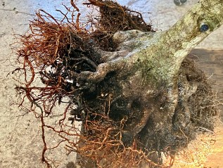 Repotting Situations, With Notes