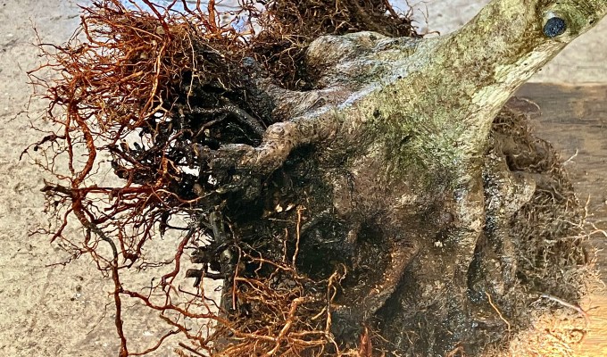 Repotting Situations, With Notes