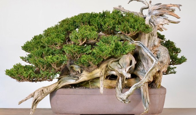 A Yellow Cedar Gets Potted And Reset