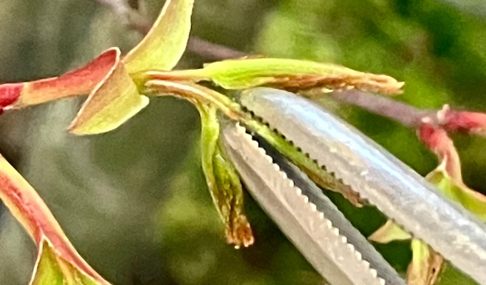 A Brief Tutorial in Pinching Japanese Maples