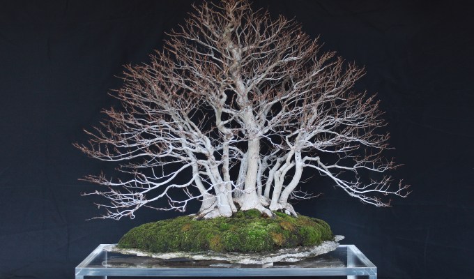blog | Michael Hagedorn | New Post on Crataegus Bonsai