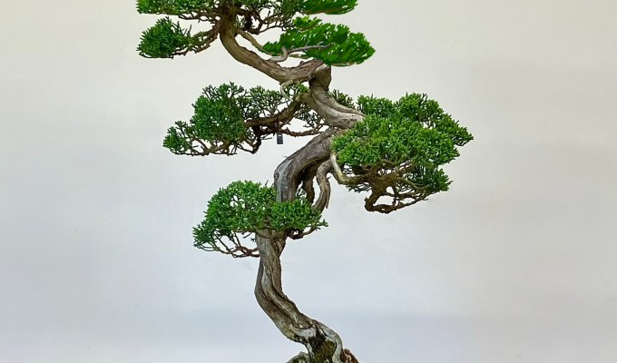 How An Inverted Photo May Help Design Bonsai