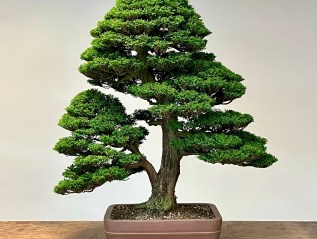 How To Clean Up Tsukumo Cypress