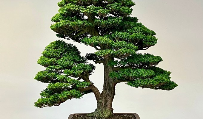 How To Clean Up Tsukumo Cypress