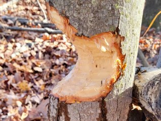 “Beavering” A Large Low Branch