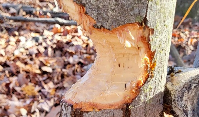 “Beavering” A Large Low Branch