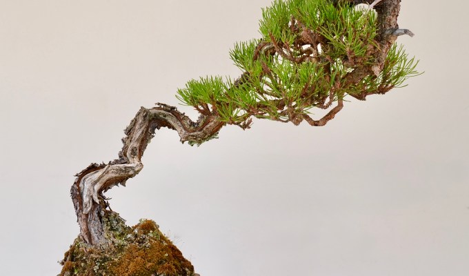 Summer Doings in the Bonsai Studio